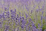lavender, beautiful flowers, flower background, flowers, plant, fragrance, petals, bloom, blossoms, garden, flower wallpaper, field, park, nature